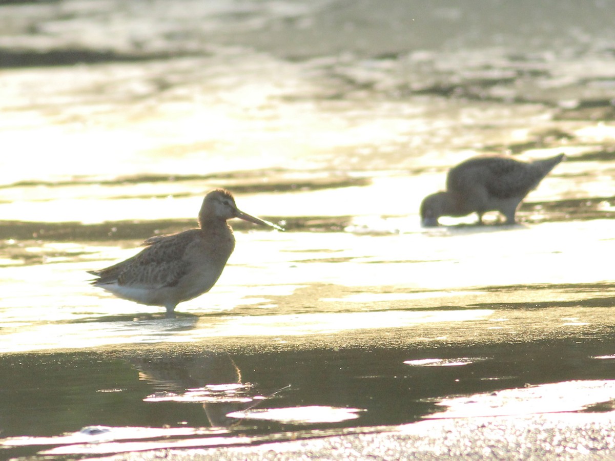 Black-tailed Godwit - ML645651509