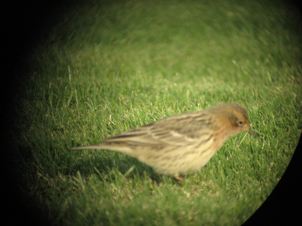 linduška rudokrká - ML645651516