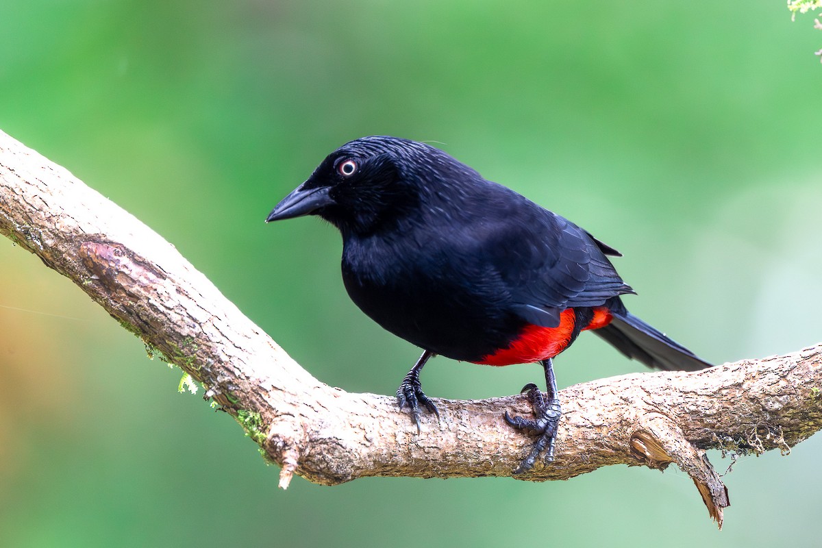 アカハラムクドリモドキ - ML645651517