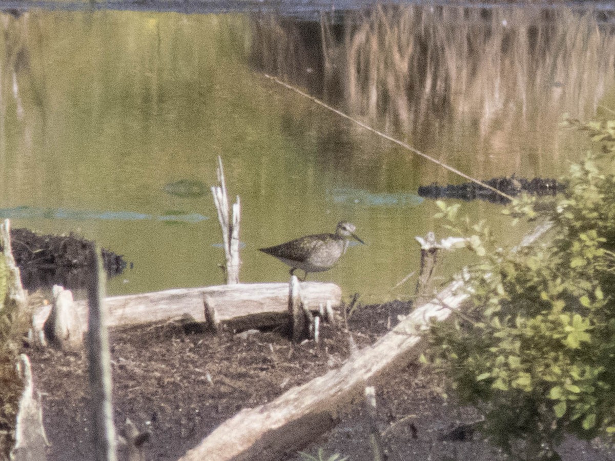 vodouš bahenní - ML645651518