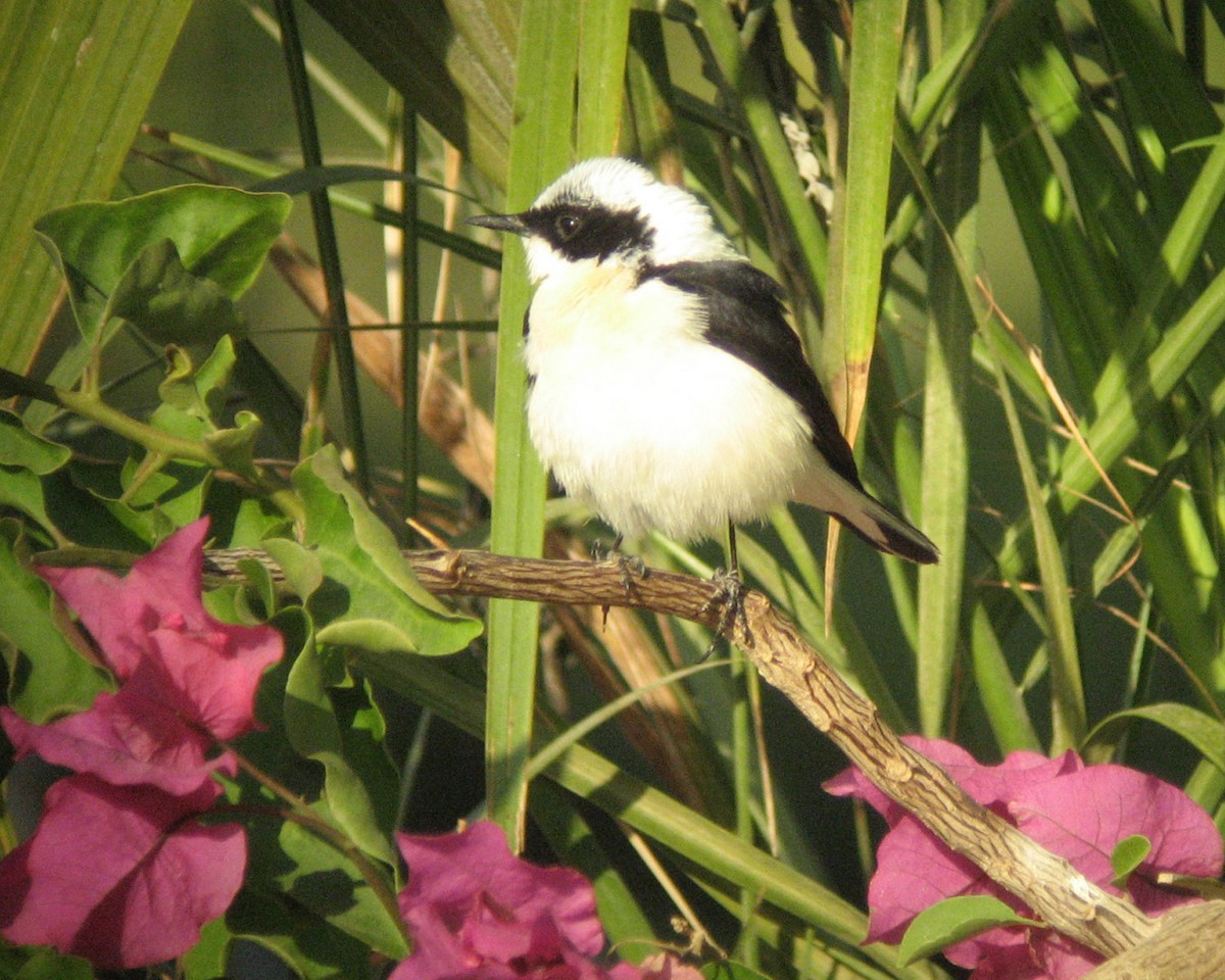 bělořit škraboškový - ML645651526