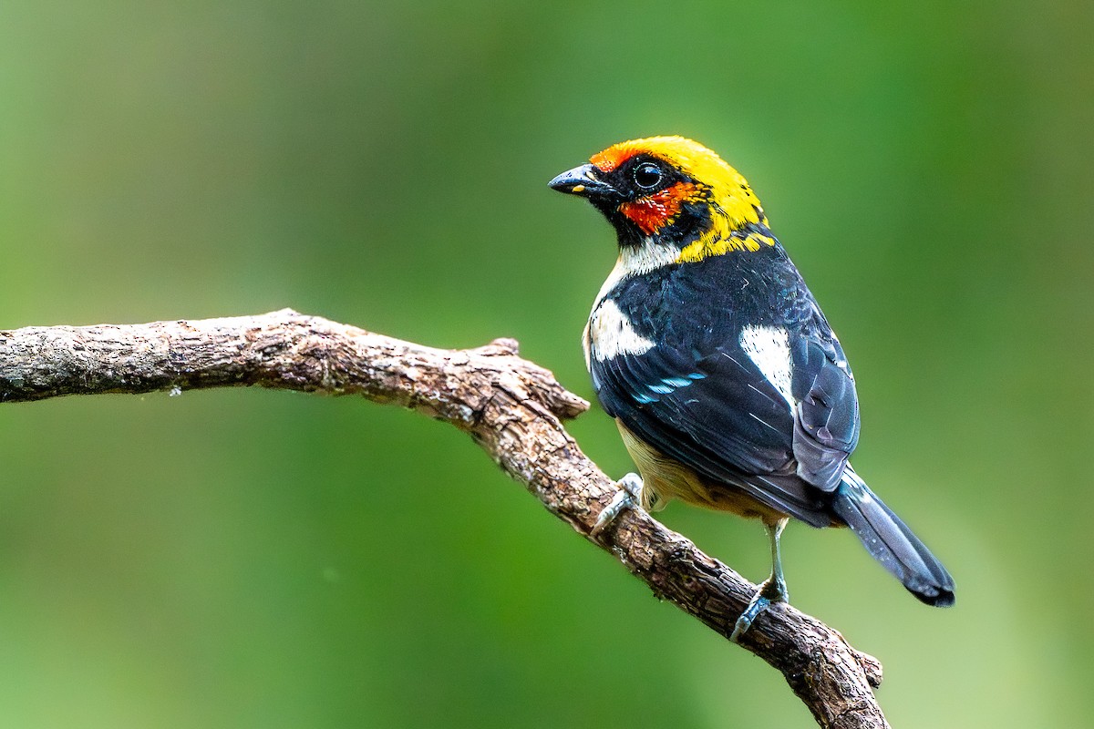Flame-faced Tanager - ML645651538