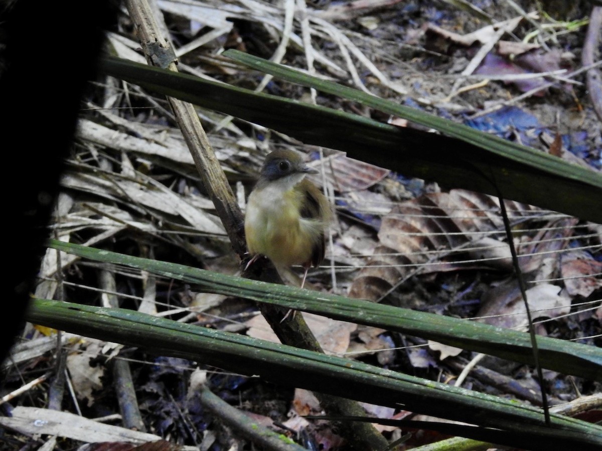 Короткохвостый шелкопёр - ML645651542