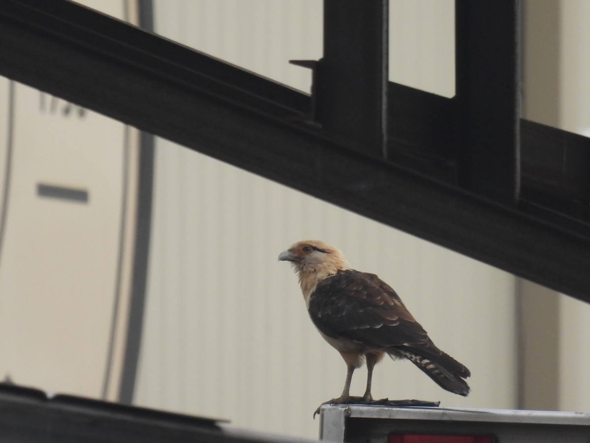 Yellow-headed Caracara - ML645651543