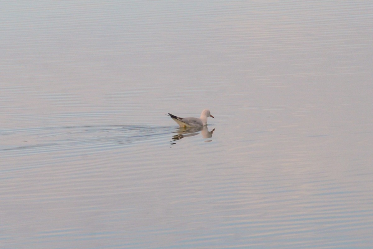 Slender-billed Gull - ML645651547
