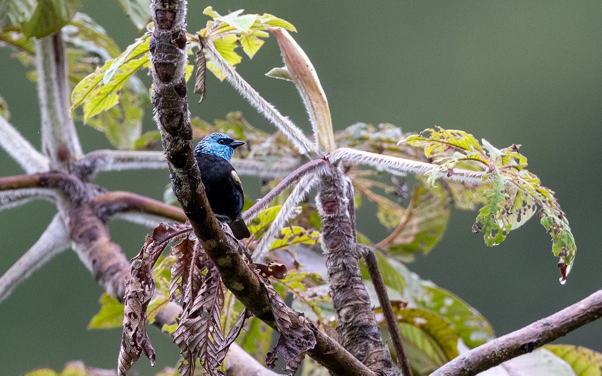 Лазурноголовая танагра - ML645651548