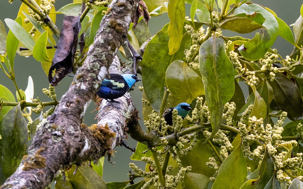 Лазурноголовая танагра - ML645651549