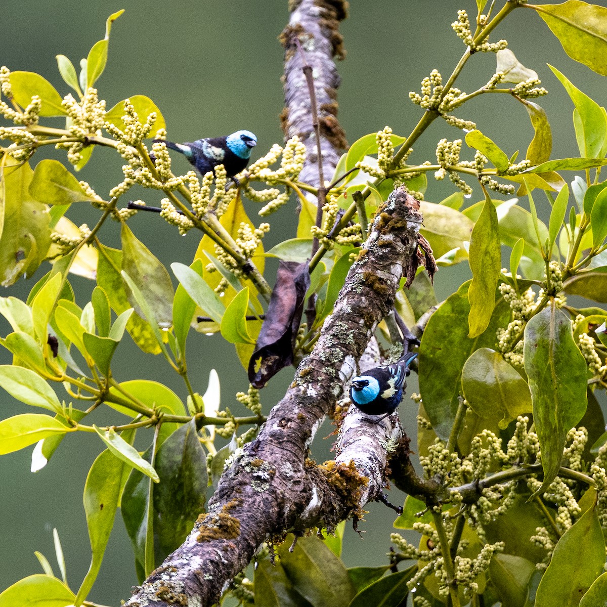 Лазурноголовая танагра - ML645651550