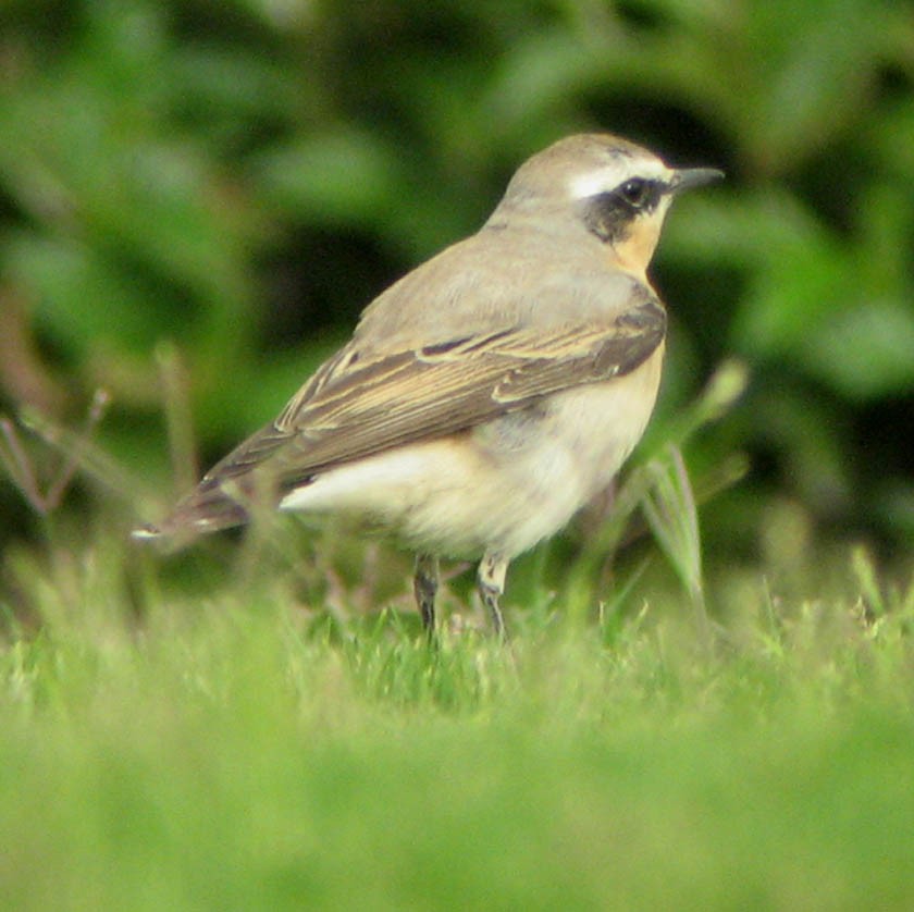 bělořit šedý - ML645651557