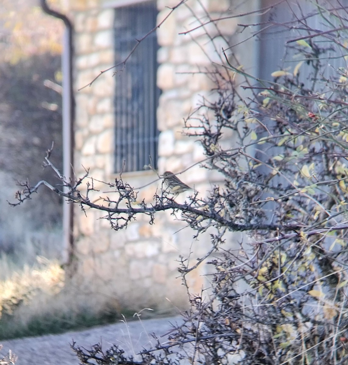 Нугын шийхнүүхэй - ML645651560