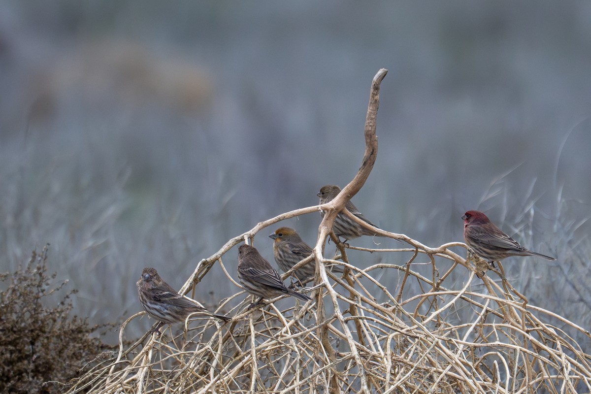 House Finch - ML645651577