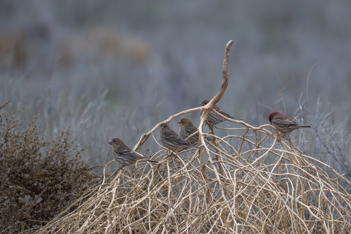 House Finch - ML645651578