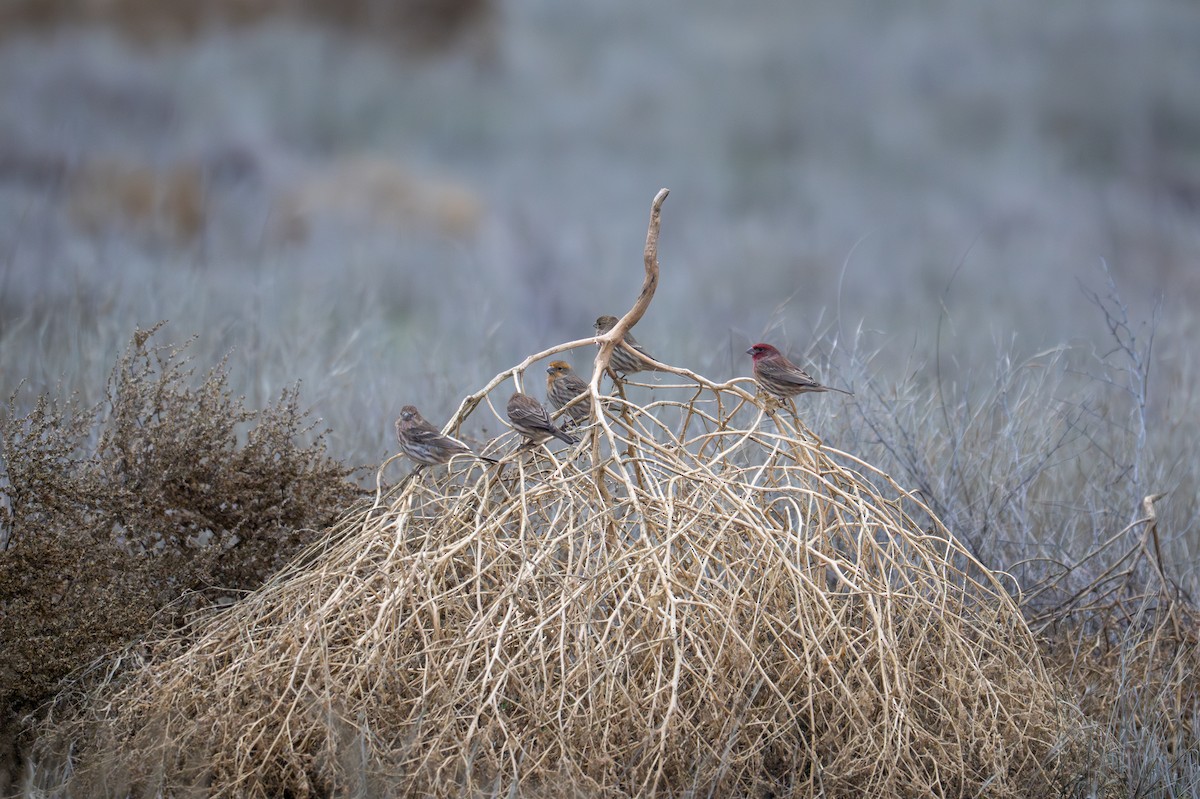House Finch - ML645651579
