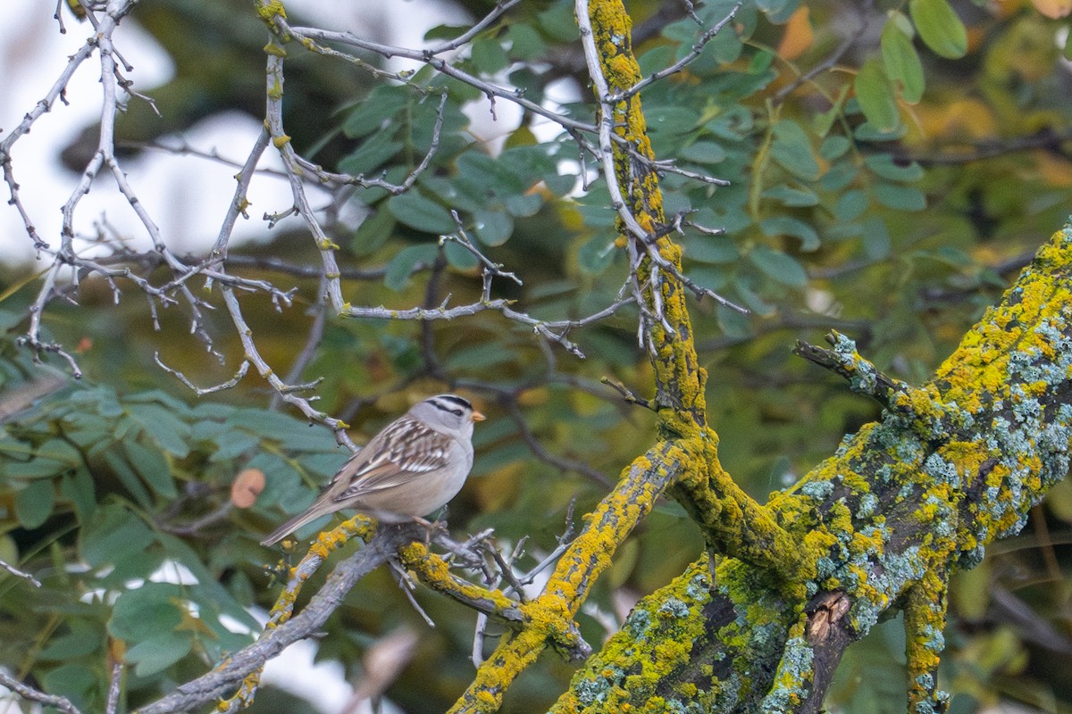 White-crowned Sparrow (Gambel's) - ML645651609