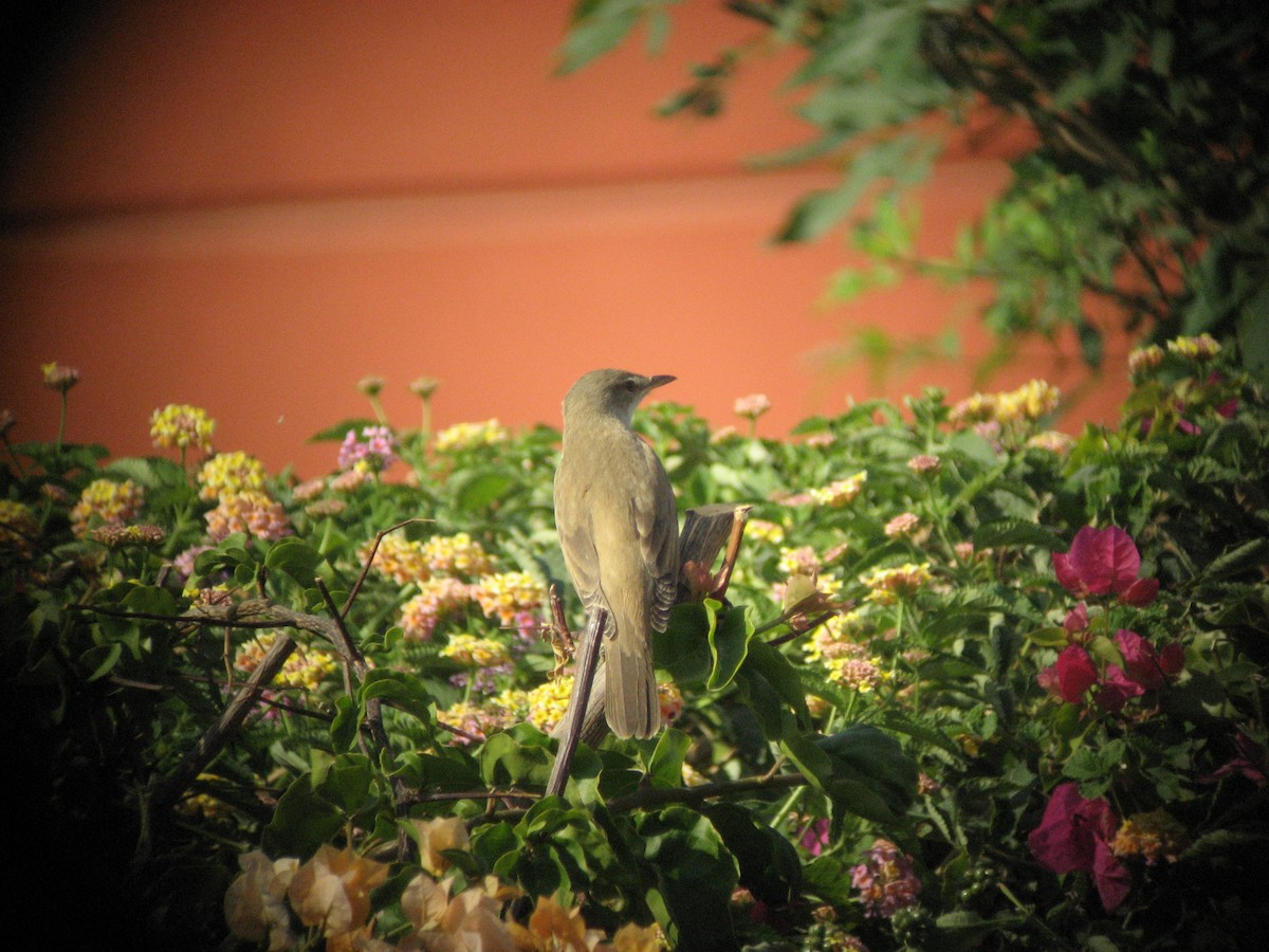 rákosník velký - ML645651612