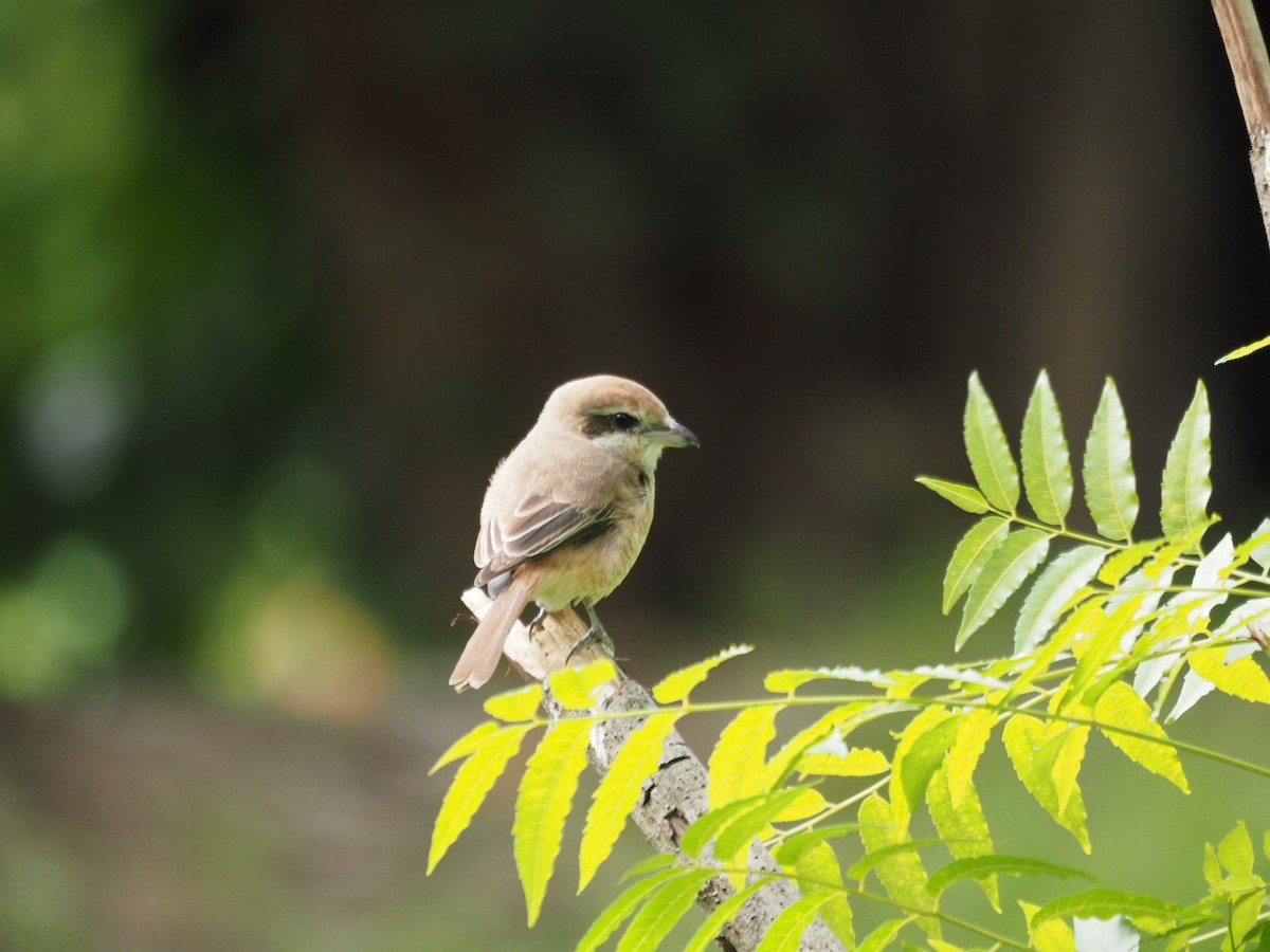 Pie-grièche brune - ML645651613