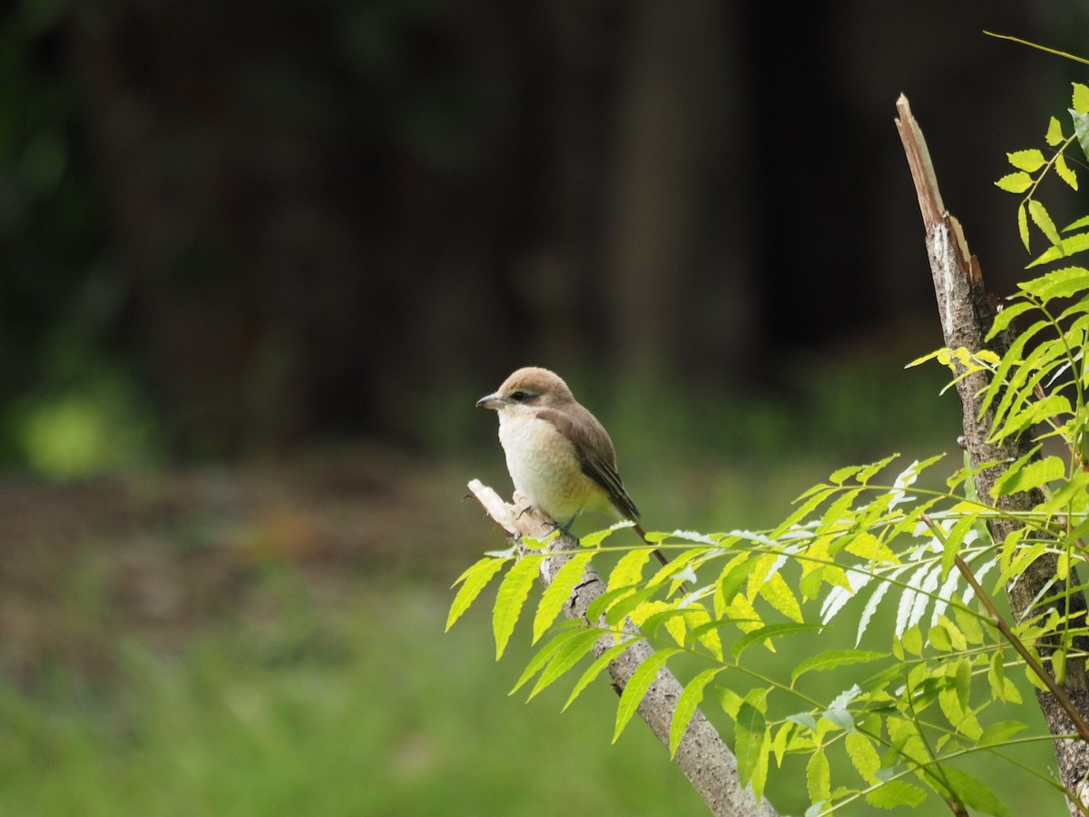 Pie-grièche brune - ML645651614