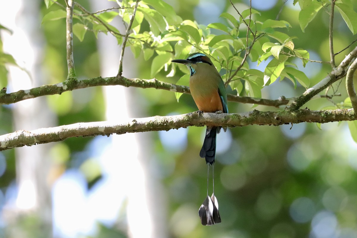 Момот рудочеревий - ML645651619