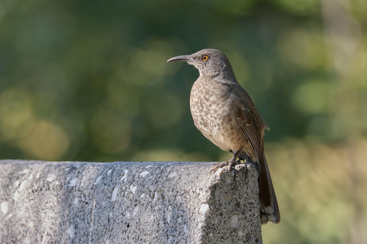 Curve-billed Thrasher - ML645651620