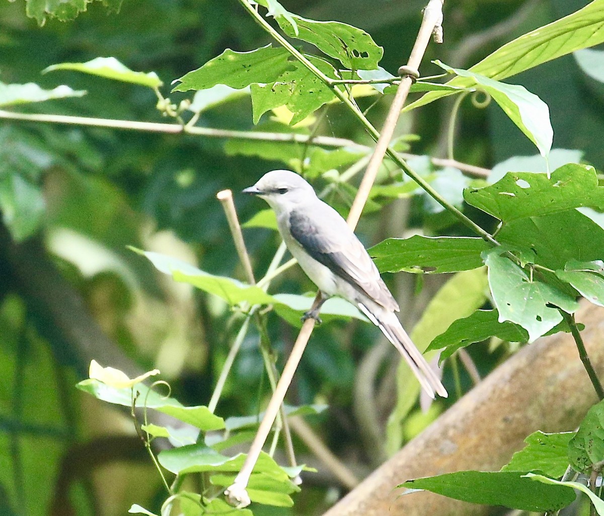 Brown-rumped Minivet - ML645651622