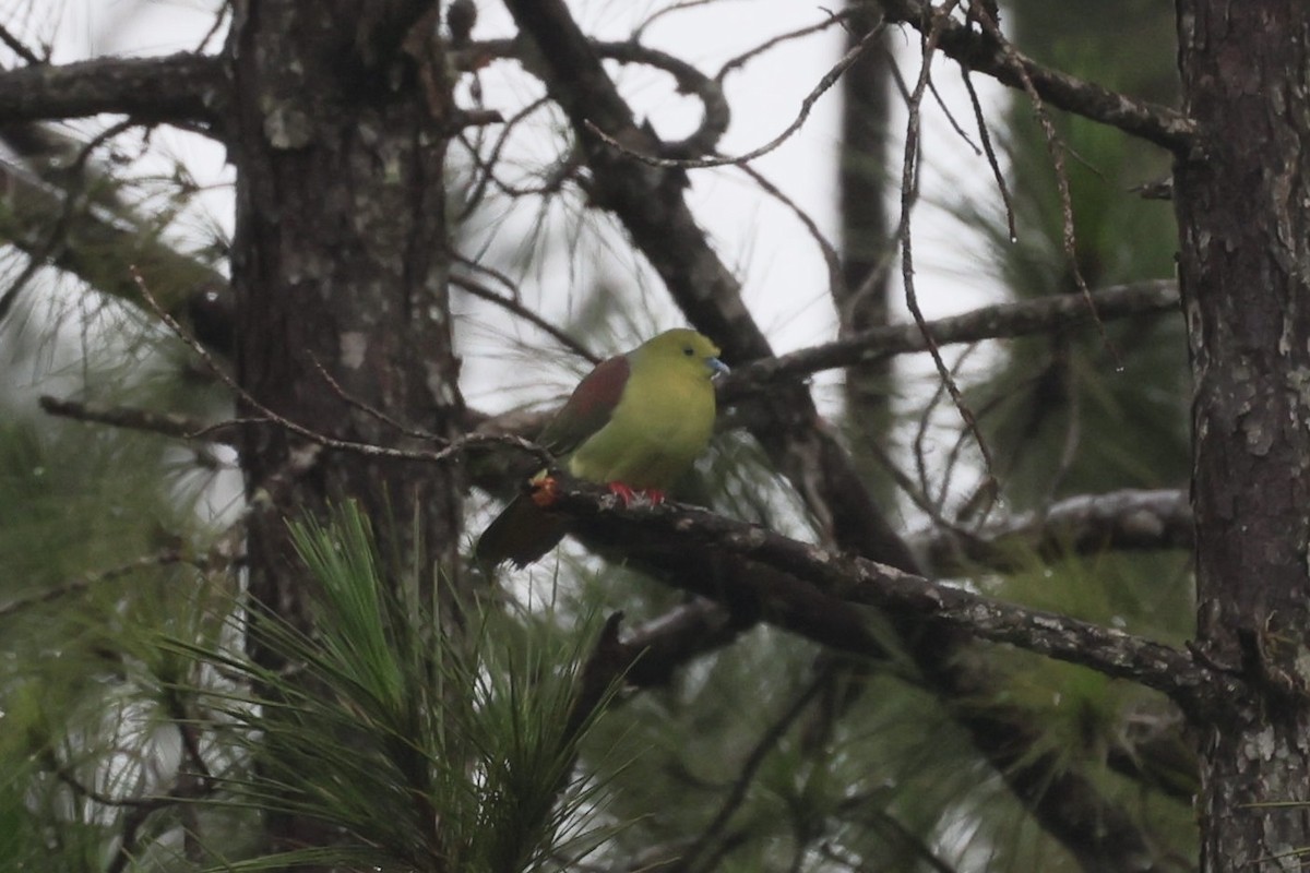 Kama Kuyruklu Yeşil Güvercin - ML645651632