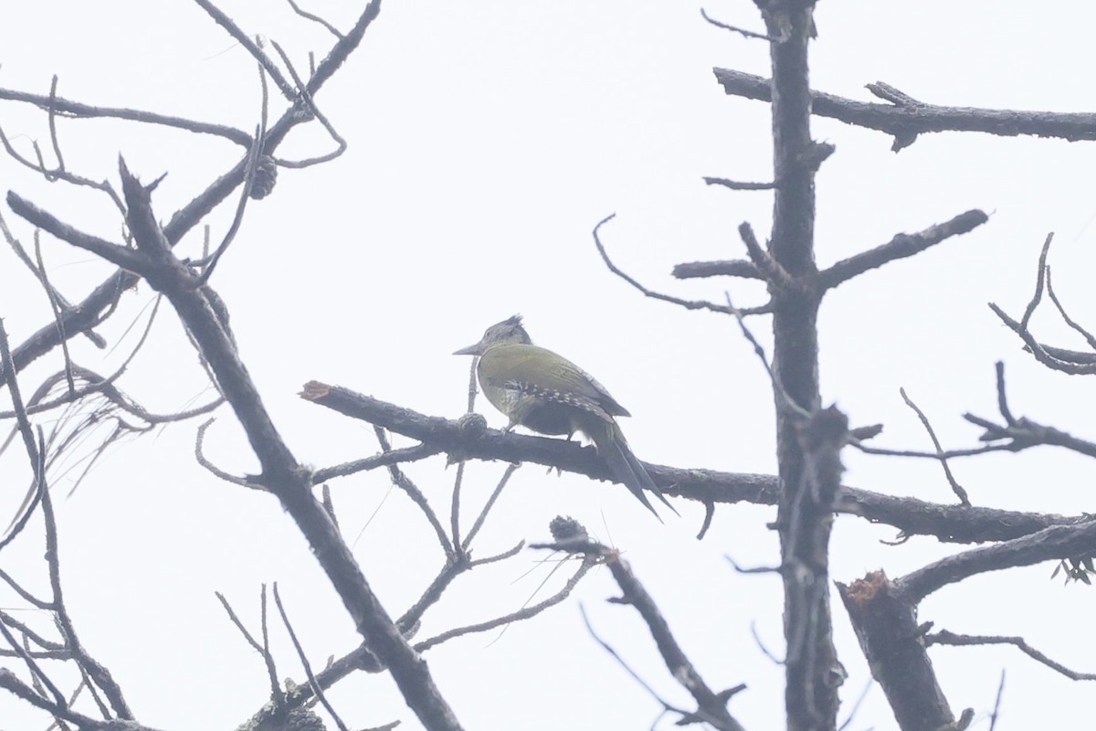 Жовна сива - ML645651637