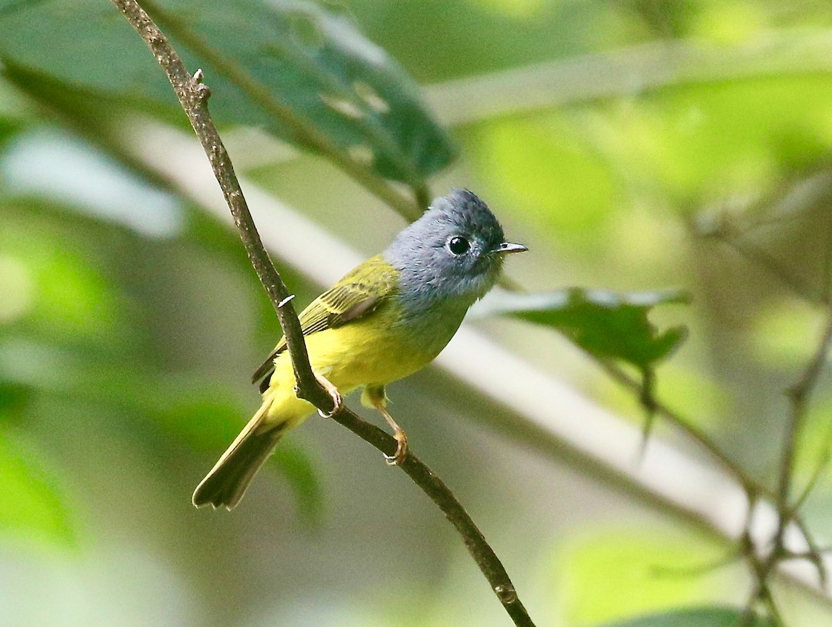 Сероголовая комароловка - ML645651642