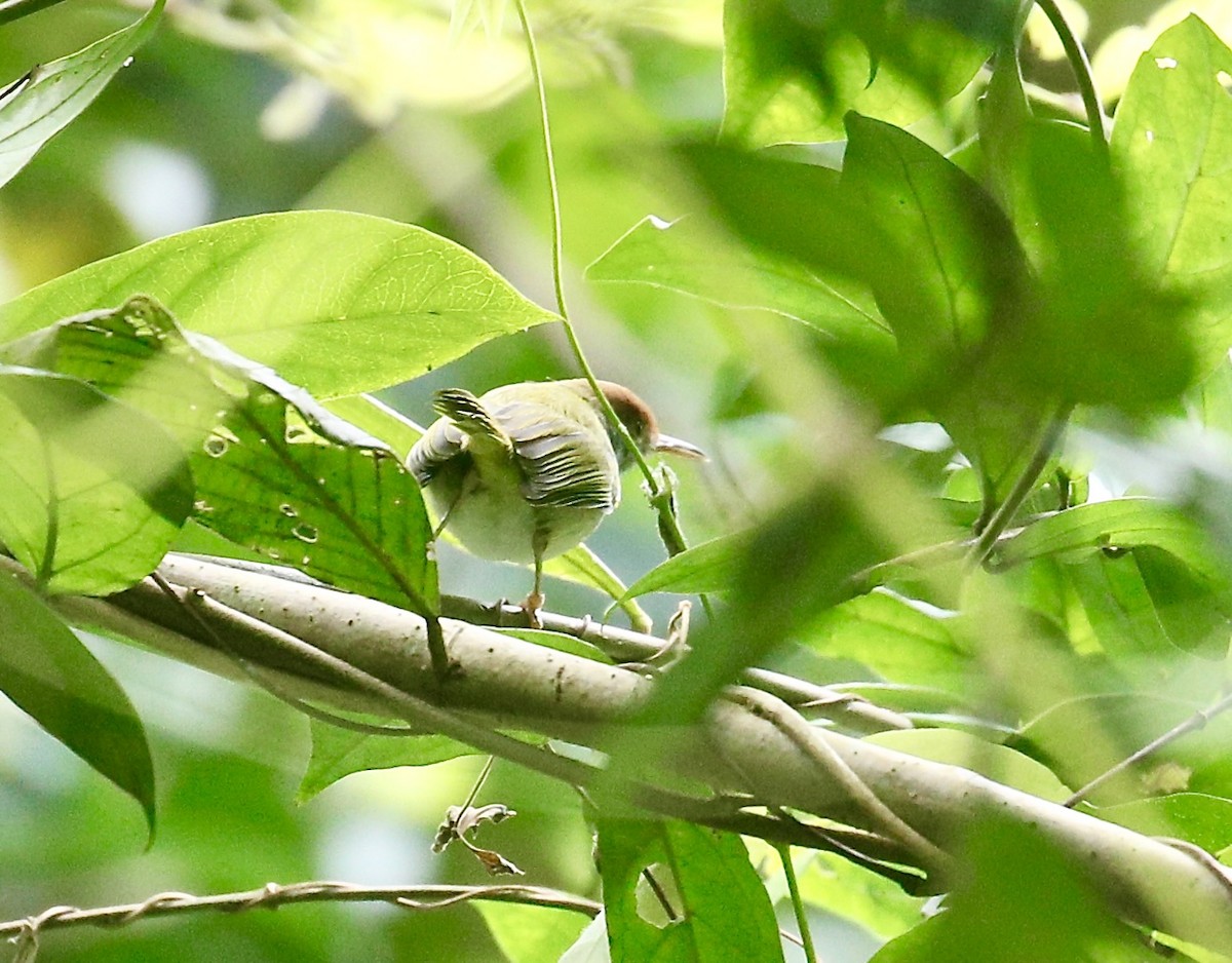 langstjertskredderfugl - ML645651646