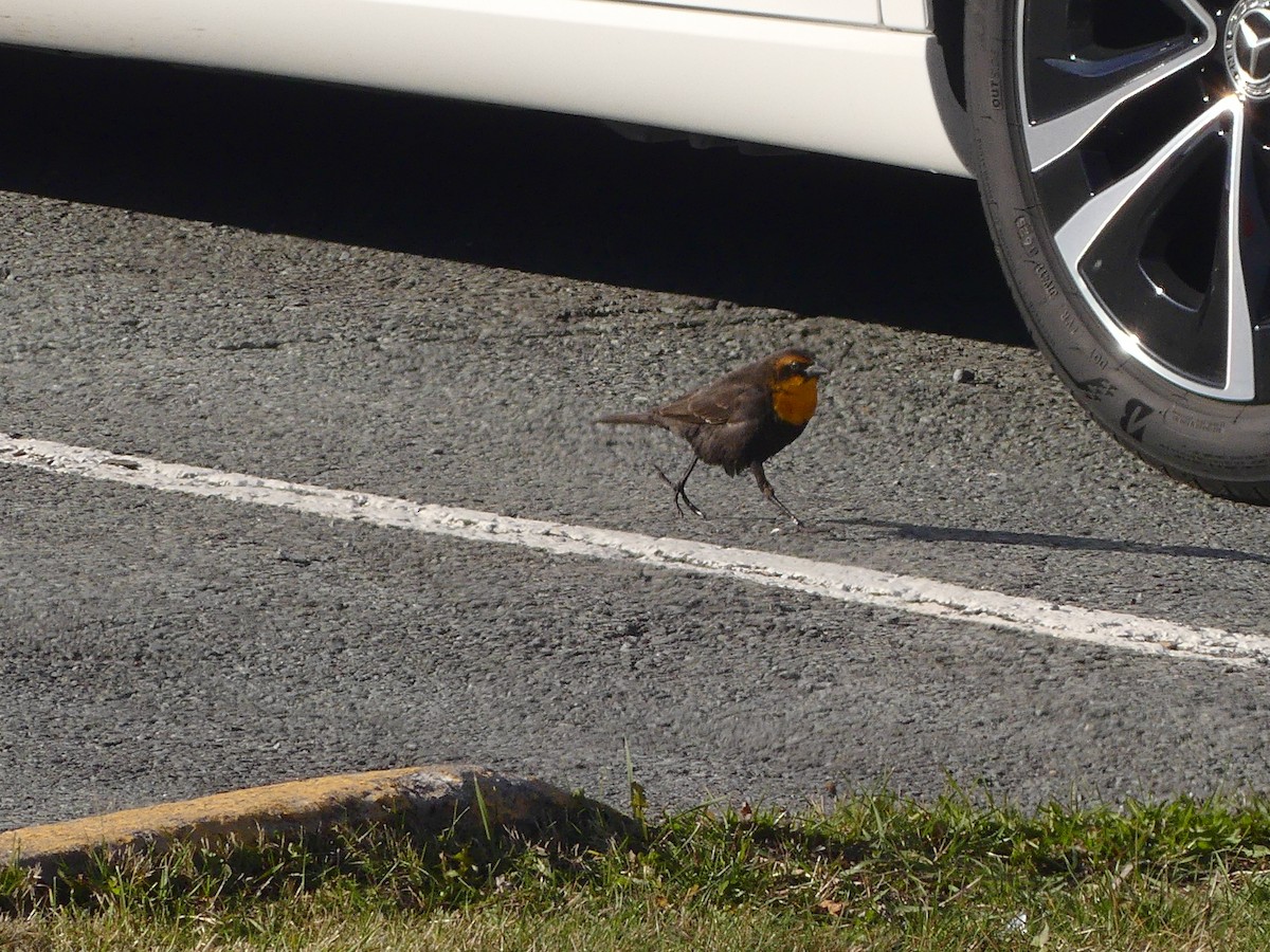 Yellow-headed Blackbird - ML645651647