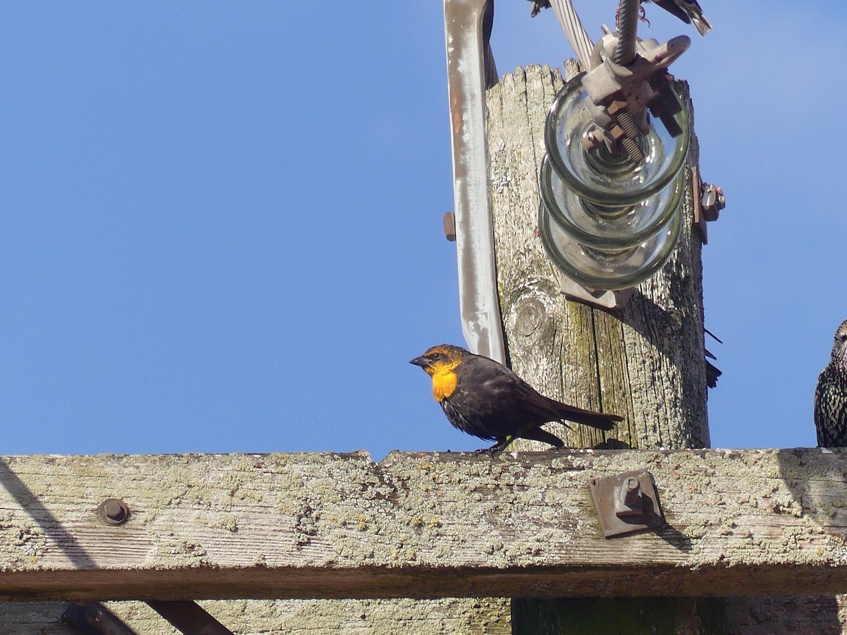Yellow-headed Blackbird - ML645651648
