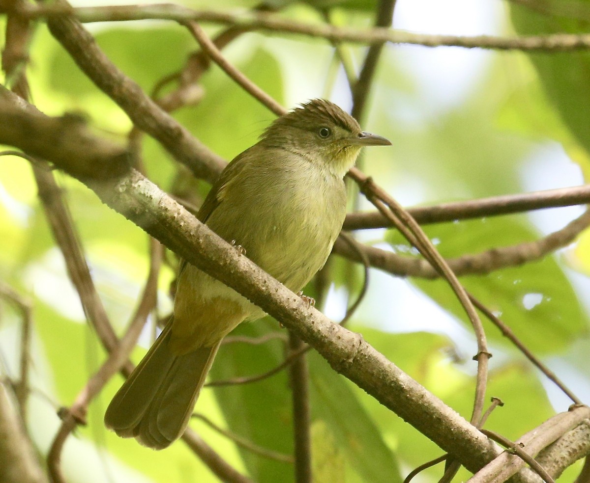 Olive Bulbul - ML645651653