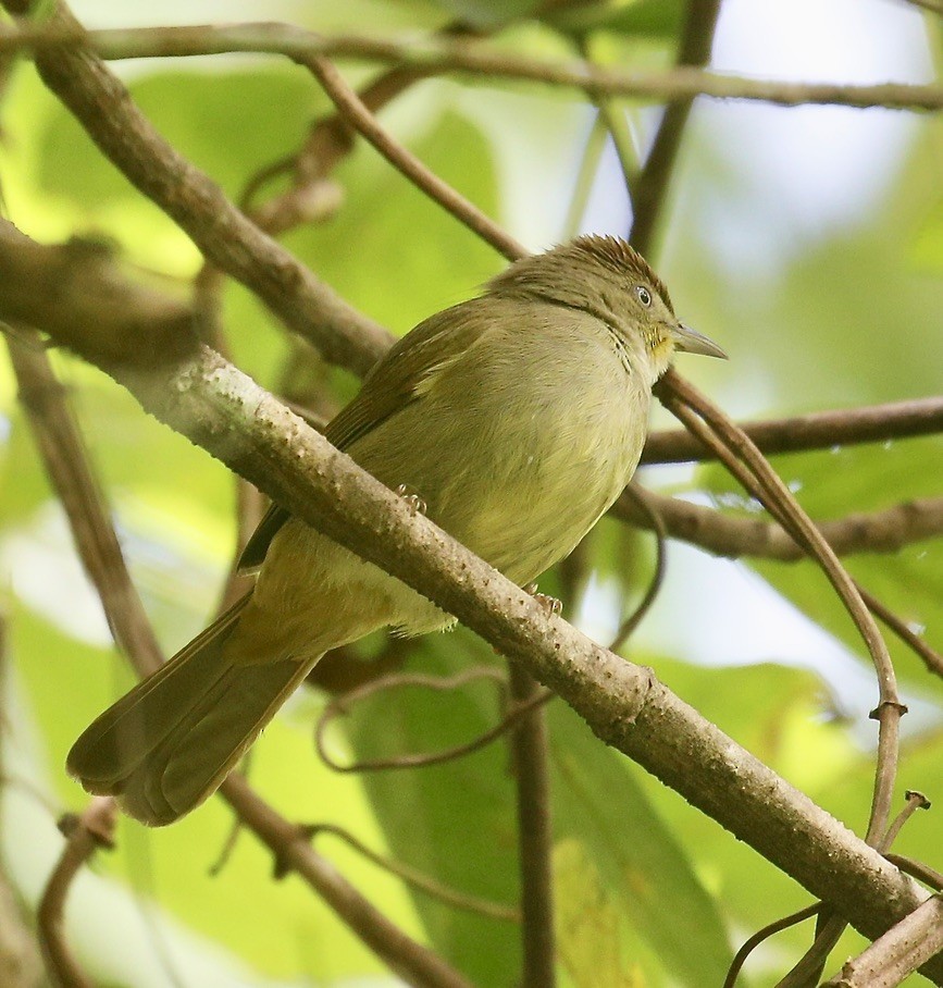 Olive Bulbul - ML645651655