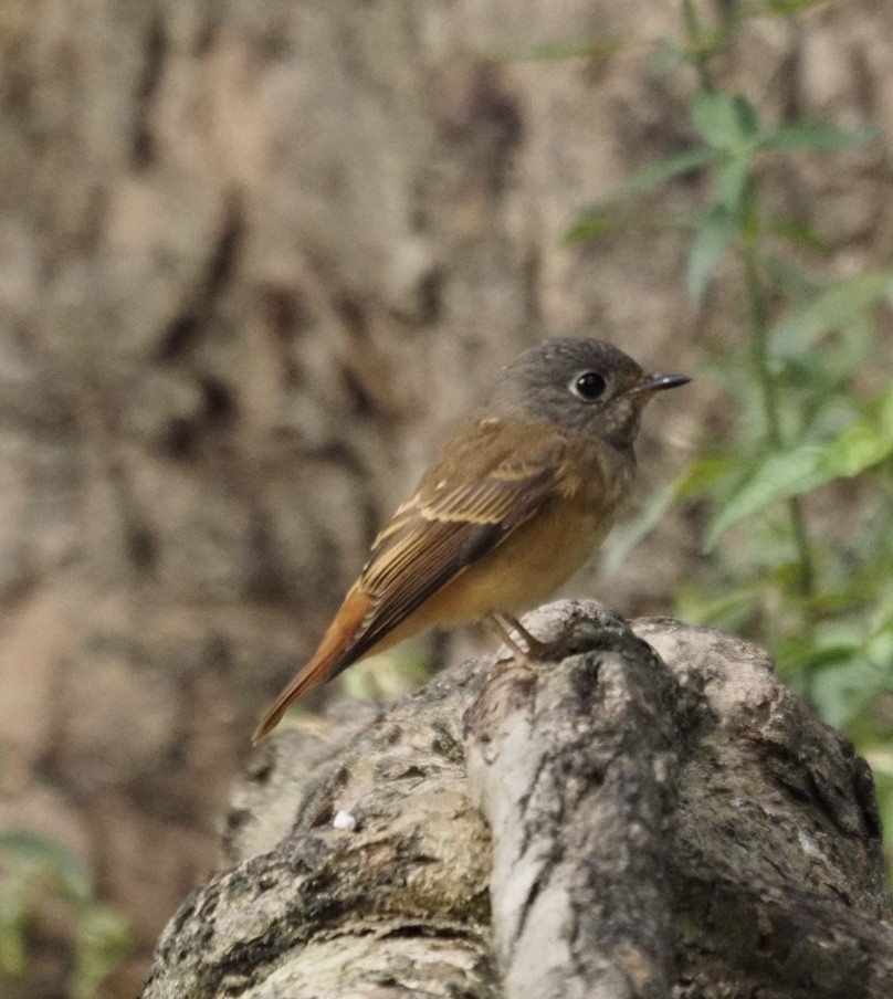 Ferruginous Flycatcher - ML645651661