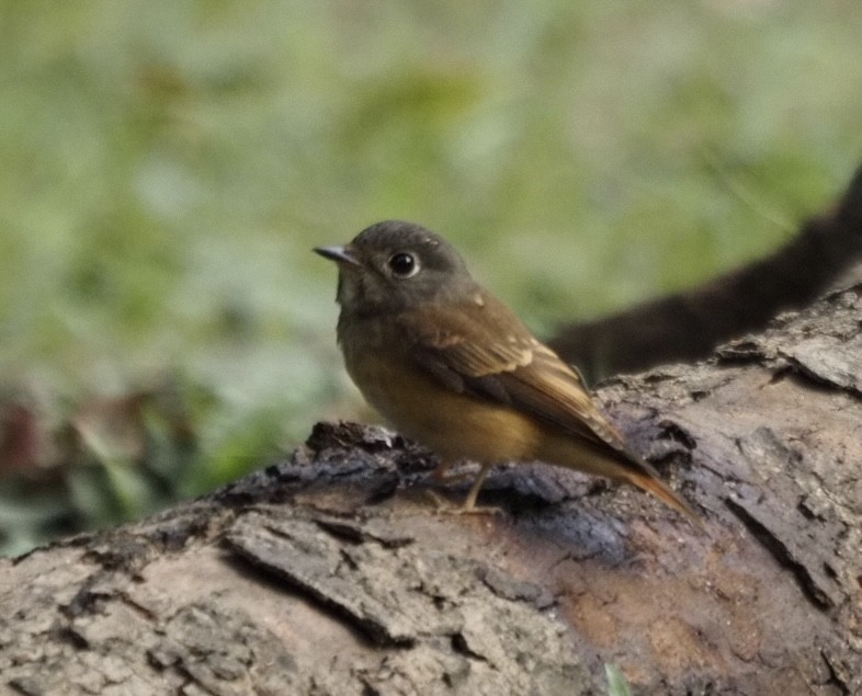 Ferruginous Flycatcher - ML645651662