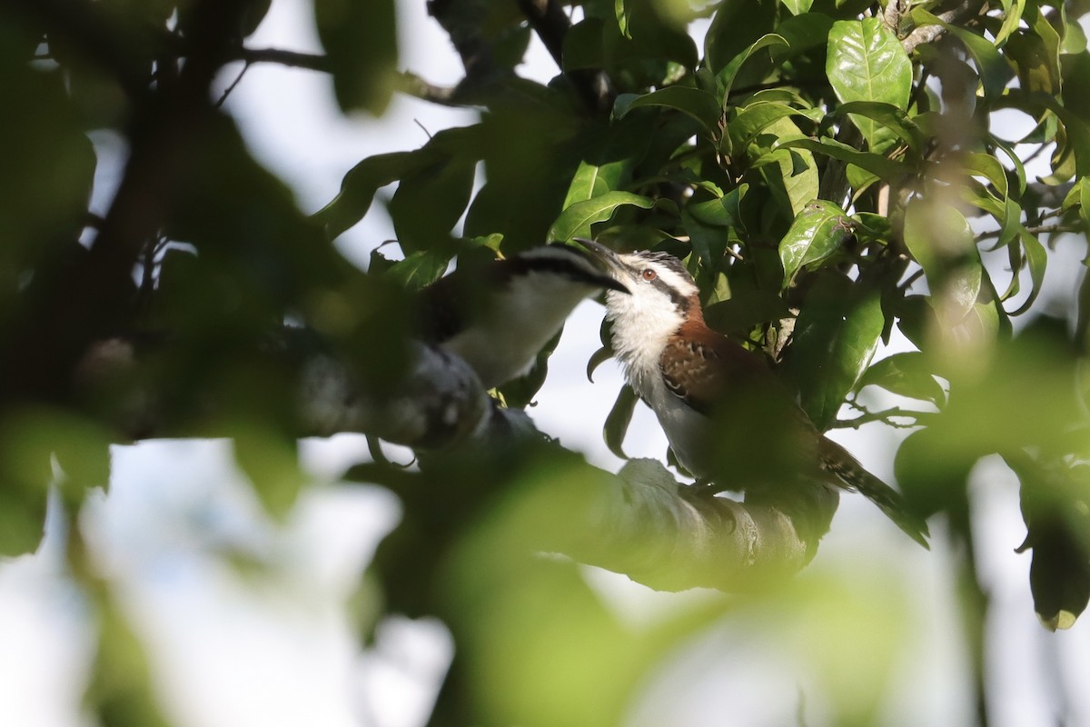 Rufous-backed Wren - ML645651666