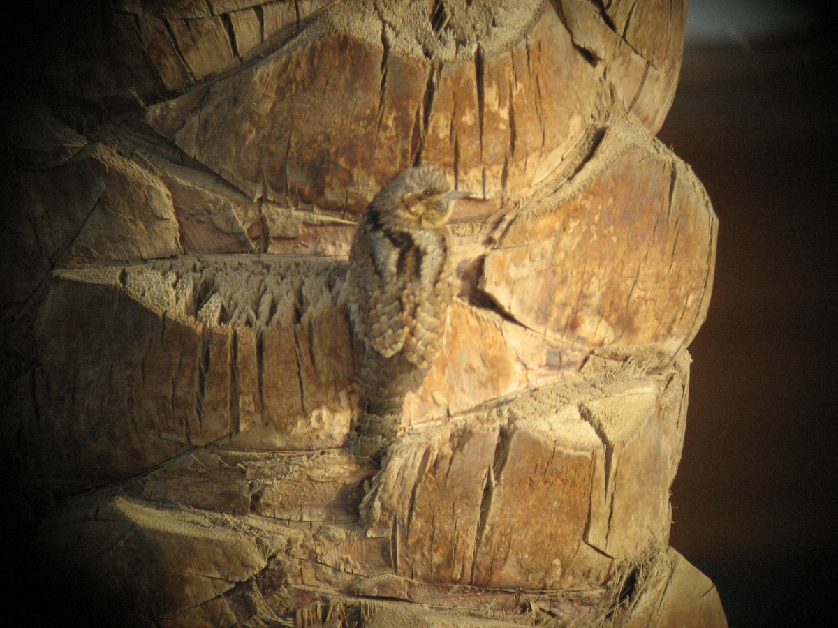 krutihlav obecný - ML645651678