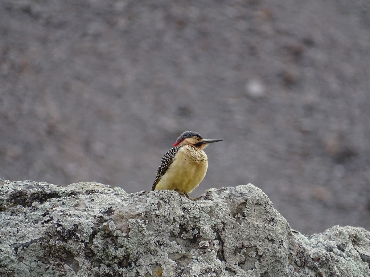 Andean Flicker - ML645651686