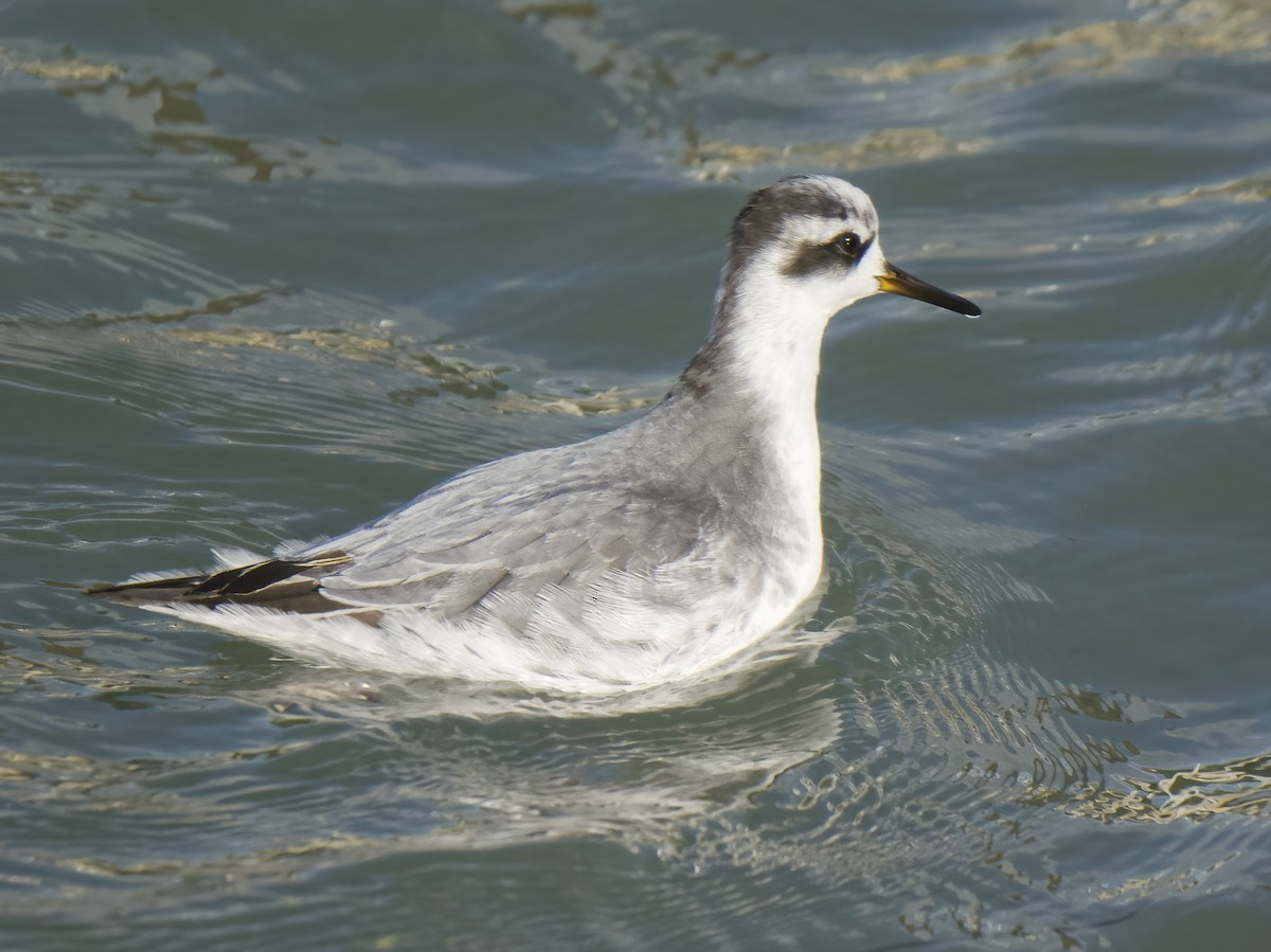 ハイイロヒレアシシギ - ML645651702