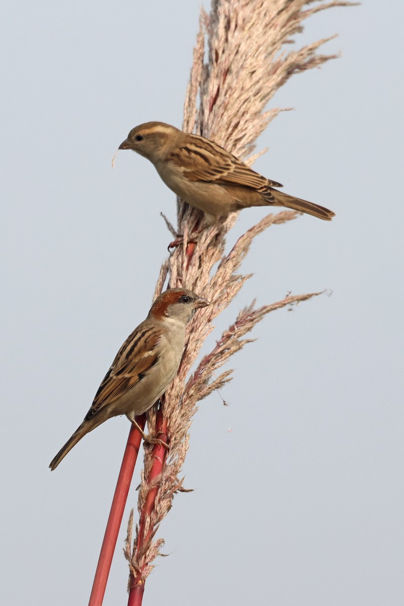 インダススズメ - ML645651705