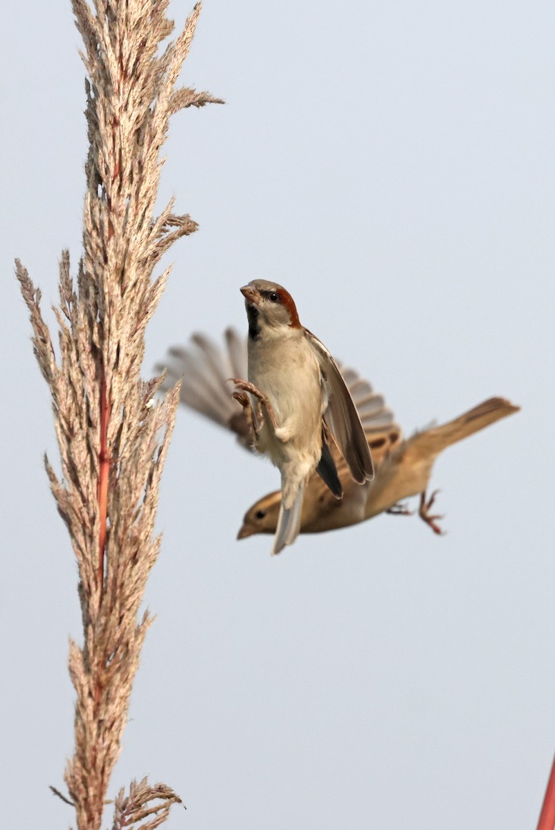 インダススズメ - ML645651706