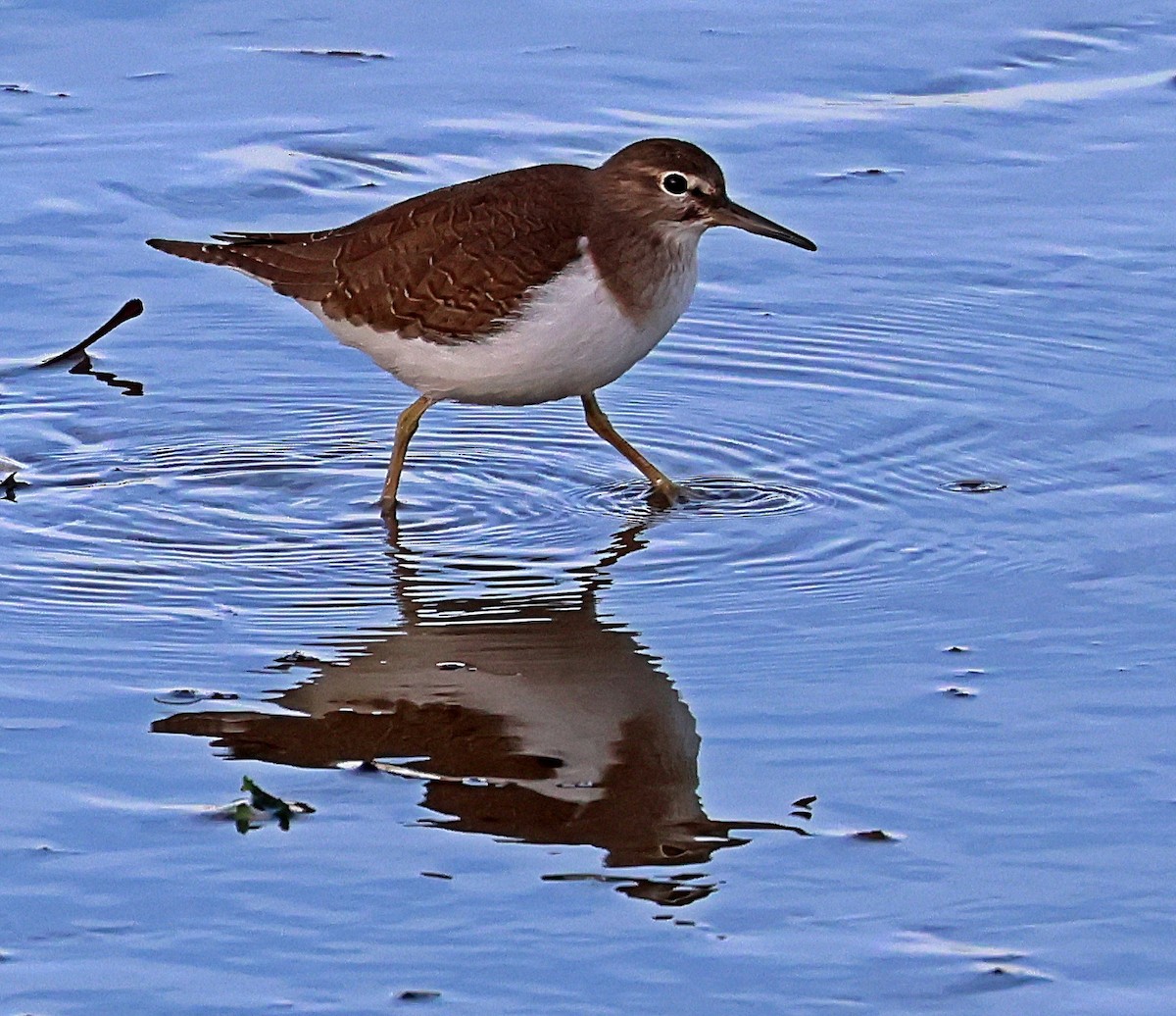 イソシギ - ML645651707