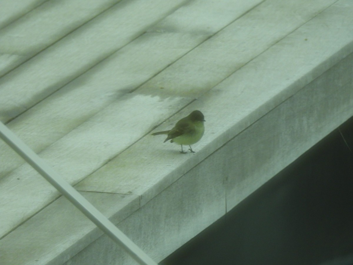 Eastern Phoebe - ML645651709