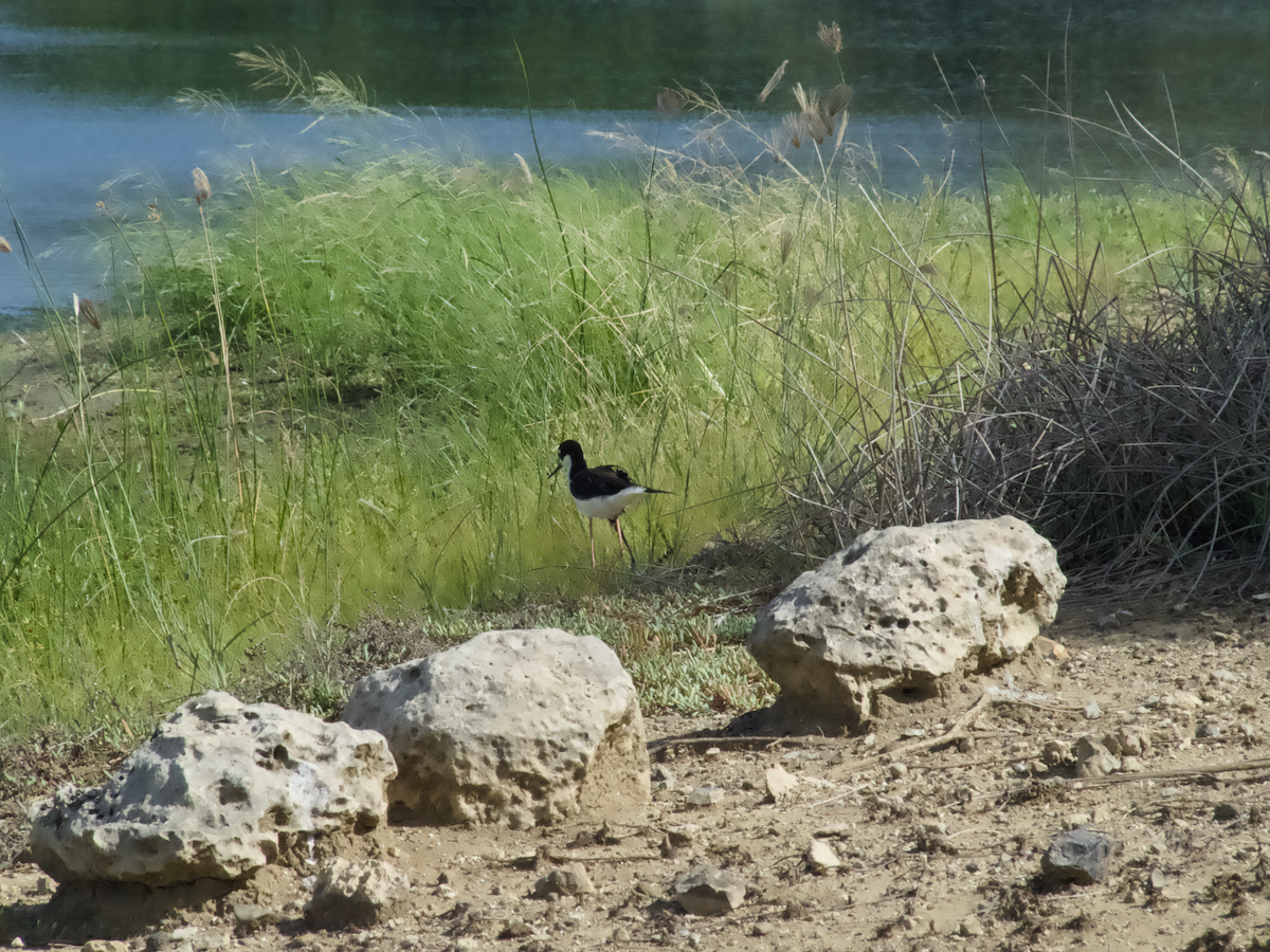 クロエリセイタカシギ - ML645651710