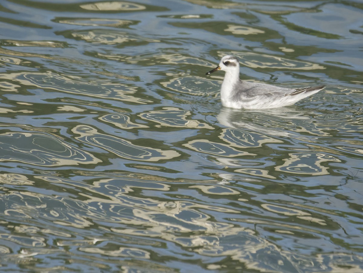 ハイイロヒレアシシギ - ML645651711