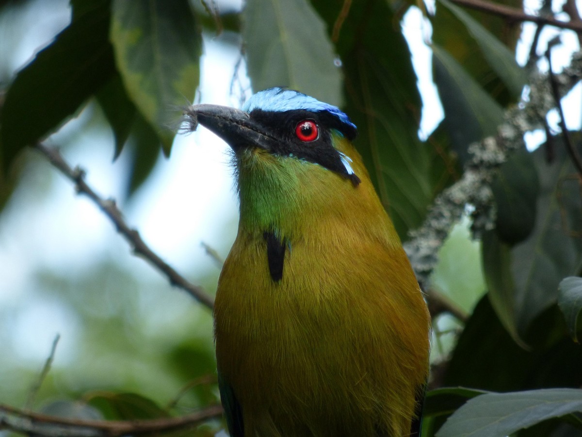 タカネハチクイモドキ - ML645651712
