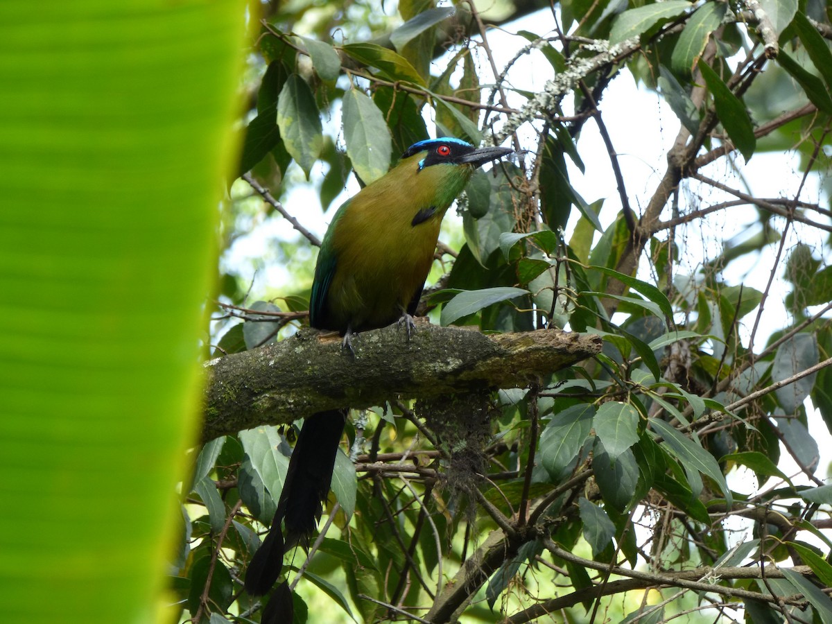 タカネハチクイモドキ - ML645651714