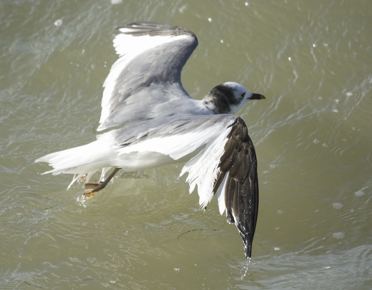 クビワカモメ - ML645651718