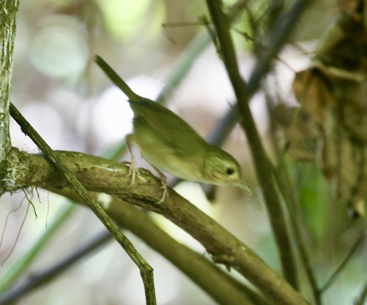 チャムネムジチメドリ - ML645651719