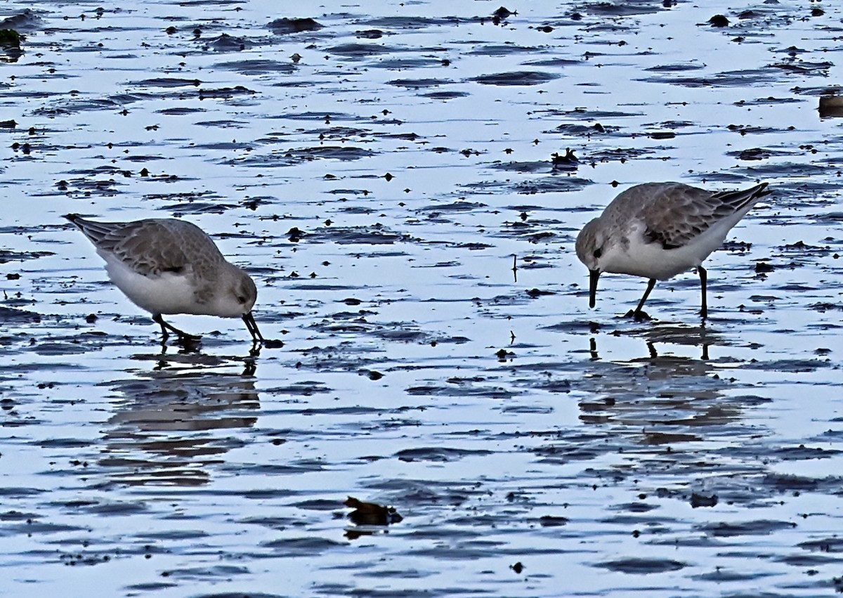 ミユビシギ - ML645651720