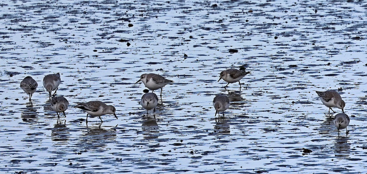 ミユビシギ - ML645651721